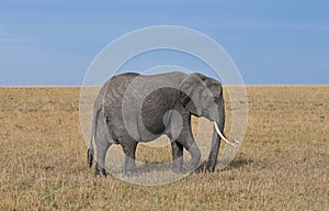 African elephant in a natural environment