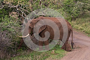 African Elephant in a Nature Reserve in South Africa