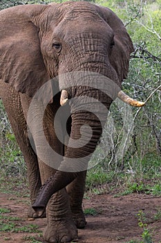 African Elephant in a Nature Reserve in South Africa