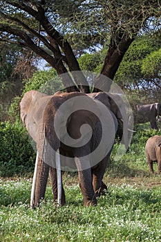 African elephant near tree.. Kenya, Africa