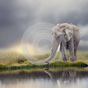 African Elephant  near water at sunset