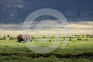 African elephant in the Ngorongoro crater in the background of g