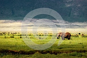 African elephant in the Ngorongoro crater in the background of mountains.