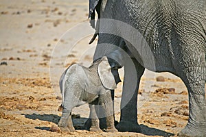 African Elephant nursing