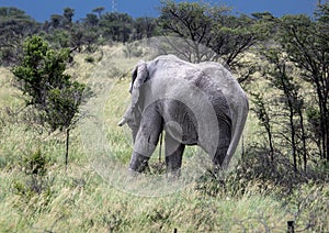 African Elephant in the Nxai Pan National Park in Botswana