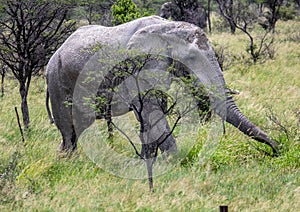 African Elephant in the Nxai Pan National Park in Botswana