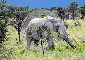 African Elephant in the Nxai Pan National Park in Botswana