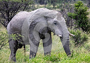 African Elephant in the Nxai Pan National Park in Botswana