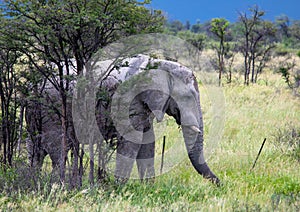 African Elephant in the Nxai Pan National Park in Botswana