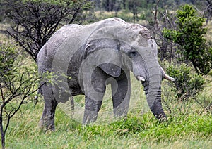 African Elephant in the Nxai Pan National Park in Botswana