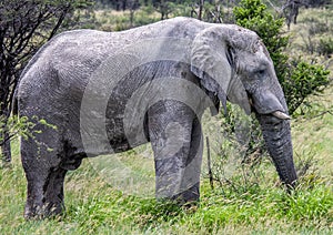 African Elephant in the Nxai Pan National Park in Botswana