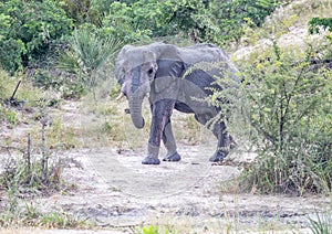 African Elephant in the Nxai Pan National Park in Botswana