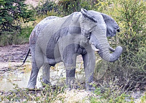 African Elephant in the Nxai Pan National Park in Botswana