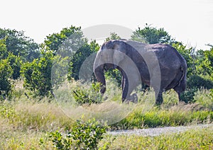 African Elephant at the Nxai Pan Nationalpark in Botswana