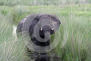 African elephant in the Okavango