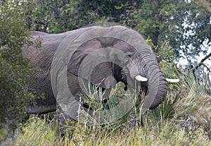 African Elephant - Okavango Delta