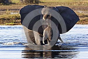 African Elephant - Okavango Delta - Botswana