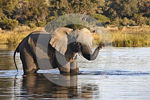 African Elephant - Okavango Delta - Botswana