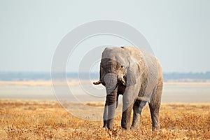 African elephant on open plains