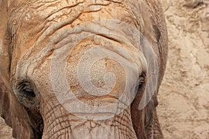 African Elephant (Pachyderm). photo