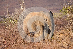 African Elephant in Palmwag, Namibia