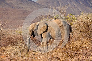 African Elephant in Palmwag, Namibia
