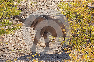 African Elephant in Palmwag, Namibia