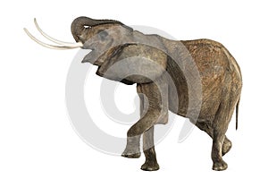 African Elephant performing, isolated