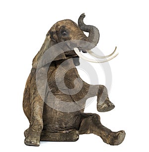 African elephant performing, seated on the floor, trunk up