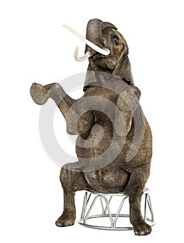 African elephant performing, seated on a stool, isolated