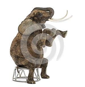 African elephant performing, seated on a stool, isolated