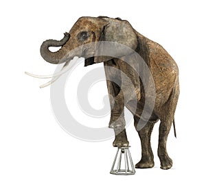 African elephant performing, standing up on a stool, isolated