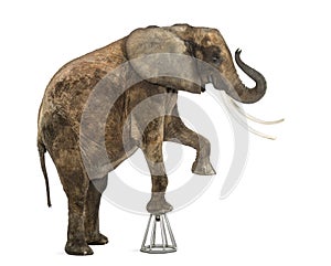 African elephant performing, standing up on a stool, isolated