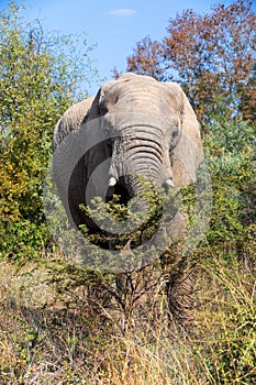 African Elephant in Pilanesberg South Africa wildlife safari