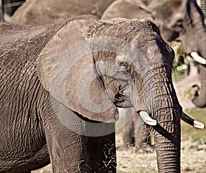 African elephant portrait