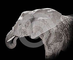 African Elephant portrait