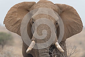 African elephant portrait