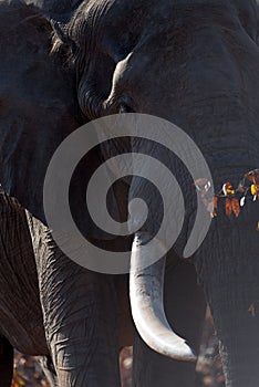 African elephant portrait