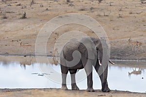 African elephant portrait