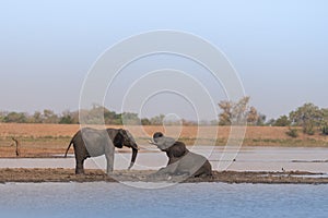 African elephant portrait