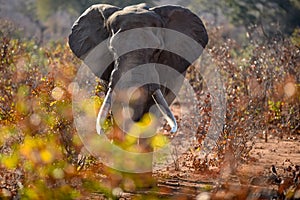 African elephant portrait