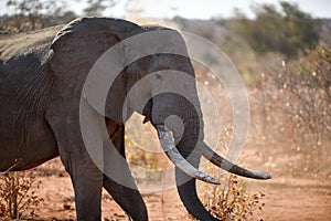 African elephant portrait