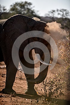 African elephant portrait