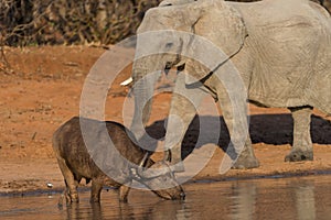 African elephant portrait