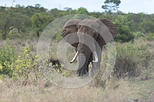 African elephant portrait