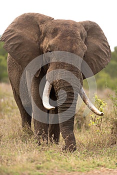 African elephant portrait