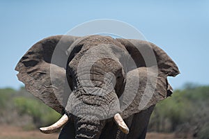 African elephant portrait