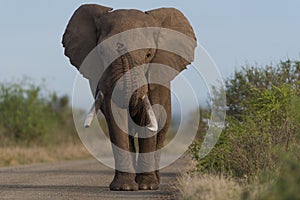 African elephant portrait