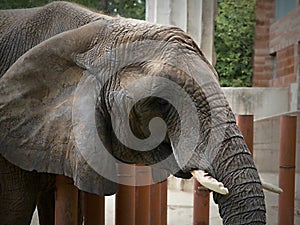 African Elephant Portrait