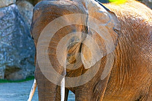 African elephant portrait